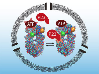 Interaktion von Hsp90 mit P23