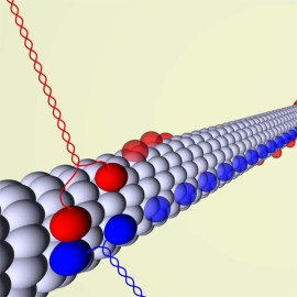 Kinesine laufen auf einem Proteinfaserbündel (Bild: Melanie Brunnbauer)