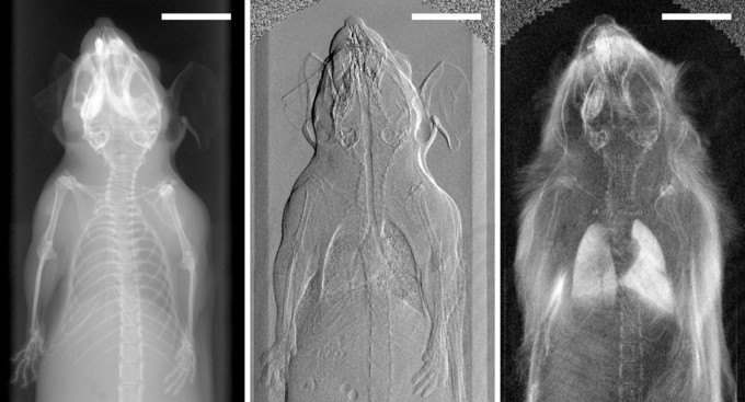 First in-vivo multi-contrast x-ray images of a mouse