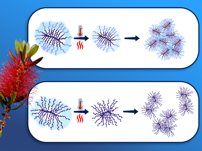 Thermoresponsive „molekulare Bürsten“ mit Propylenoxid / Ethylenoxid-Copolymer-Seitenketten in wässriger Lösung.